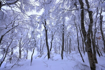 Fototapeta premium Japanese Winter Scene at Zao Zaoonsen Yamagata in the northeastern region of Japan 