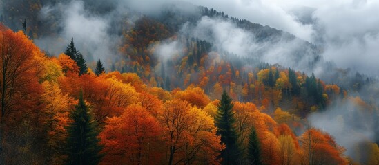 Fototapeta premium Autumn Forest in the Breathtaking North Caucasus: A Mesmerizing Display of Autumn Colors and Tranquility in the Forests of North Caucasus