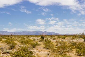  Desert in Arizona with green bushes and cacti on a sunny day with blue sky and white clouds. Nature near Phoenix, Arizona, USA