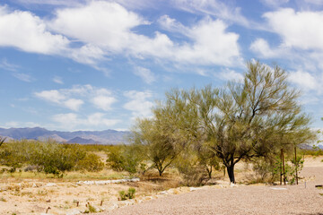 Desert in Arizona with green bushes and cacti on a sunny day with blue sky and white clouds. Nature...