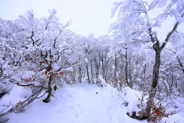 Japanese Winter Scene at Zao Zaoonsen Yamagata in the northeastern region of 
Japan
