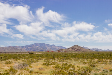 Fototapeta premium Desert in Arizona with green bushes and cacti on a sunny day with blue sky and white clouds. Nature near Phoenix, Arizona, USA