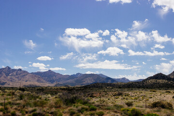 Fototapeta premium Desert in Arizona with green bushes and cacti on a sunny day with blue sky and white clouds. Nature near Phoenix, Arizona, USA