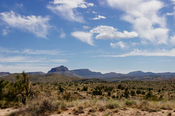 Fototapeta premium Desert in Arizona with green bushes and cacti on a sunny day with blue sky and white clouds. Nature near Phoenix, Arizona, USA