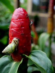 Red rose bud with insect and snail in Bali Indonesia