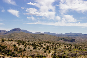 Desert in Arizona with green bushes and cacti on a sunny day with blue sky and white clouds. Nature...