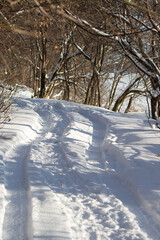 In winter, bushes and tree branches are covered with snow.