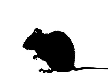 Vector image of a silhouette of a rat on a white background