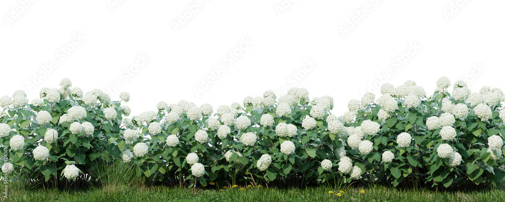 Poster green grass and flower fields isolate transparent background.3d rendering png