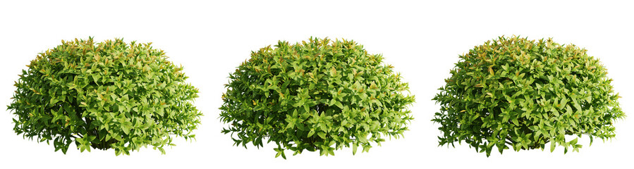 Plant and leaves isolate transparent background.3d rendering PNG