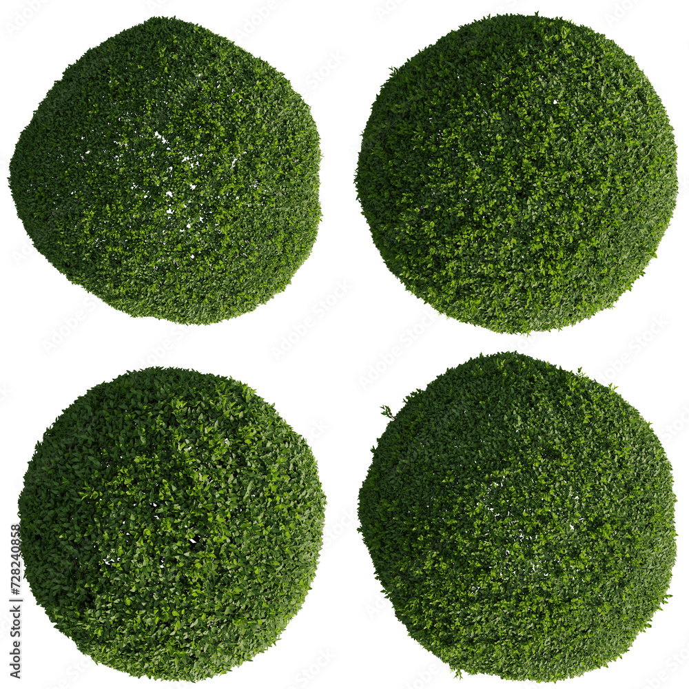 Aufkleber top view buxus globe tree isolate transparent background.3d rendering png