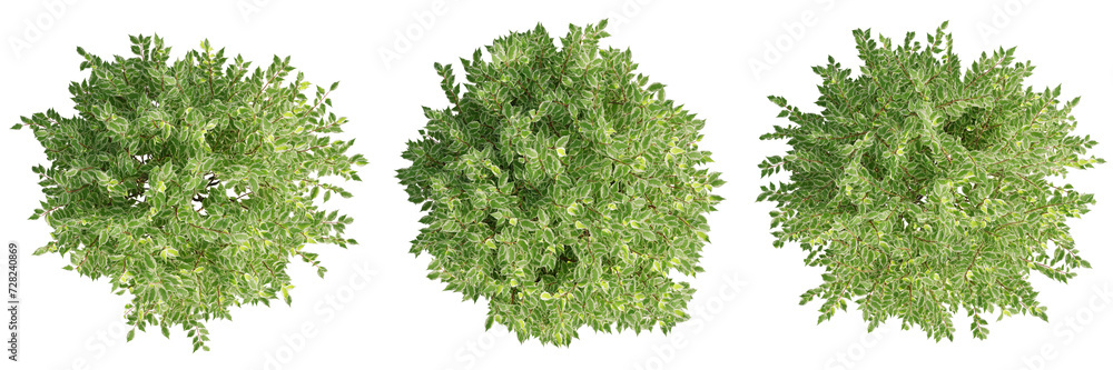 Poster top view cornus alba elegantissima tree isolate transparent background.3d rendering png