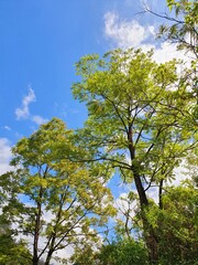 clear sky with a scenary tree view