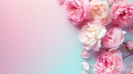 A lavish collection of peonies spread out on a dreamy pink and blue gradient background