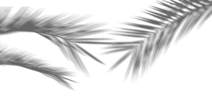 Shadows from palm trees on a white wall © Aanand