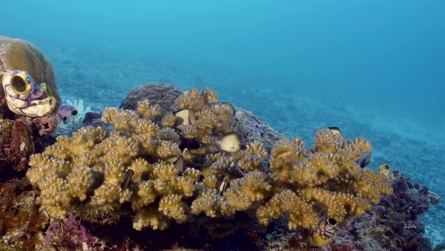 A stony coral Acropora subulata with flock of little damselfish. Beautiful living coral gardens and lots of fish swim and feed in the clear transparent blue sea.