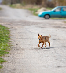 A red dog runs across the road
