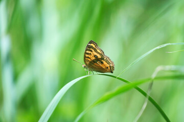 Fototapeta na wymiar Butterfly on a leaf in the wild, north china 