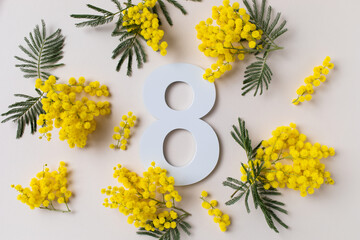 International Women Day on 8 March celebration with fresh spring mimosa flowers and number eight...