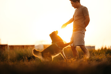 dog happy jumps and grabs dog treats on his owner's hand on the grass during the sunset. Pet...