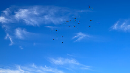 Summer blue sky cloud gradient light white background. Gloomy vivid cyan landscape in environment...