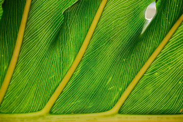 Big Wet Translucent Leafs