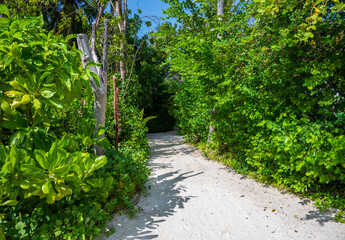 Sandy path in a dense tropical green forest.