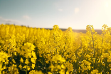 field of yellow flowers