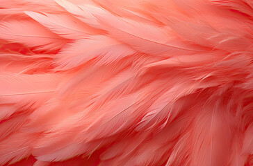 pink flamingo feathers close up. 
