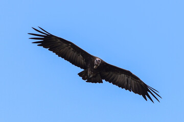 a flying lappet-faced vulture in the blue sky of Kenya