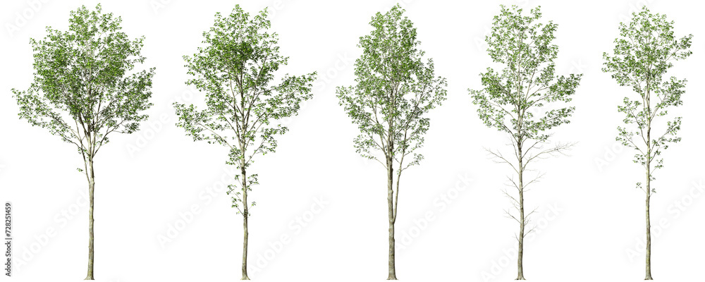 Poster minimalist tree forms collections on transparent backgrounds 3d render png