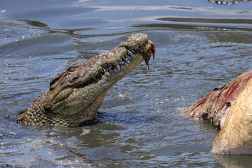 portrait image of a crocodile head