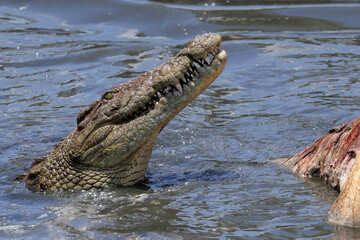 portrait image of a eating crocodile in Mara river