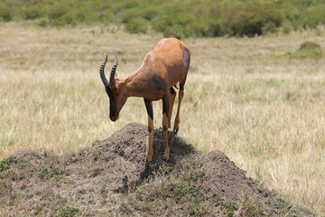 one single topi antelope on an observation hill in the savannah