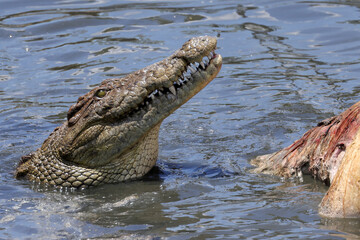 portrait image of a eating crocodile in Mara river