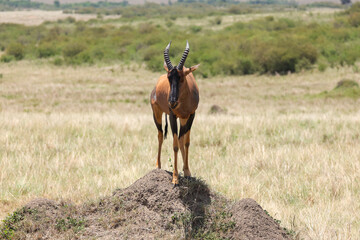 one single topi antelope on an observation hill in the savannah