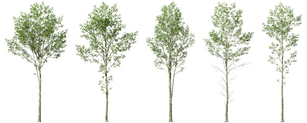 Minimalist tree forms collections on transparent backgrounds 3d render png