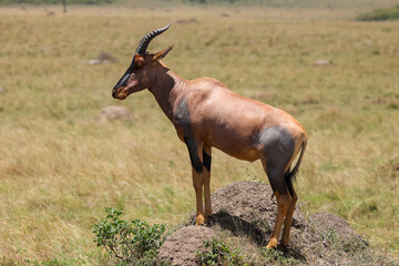 one single topi antelope on an observation hill in the savannah