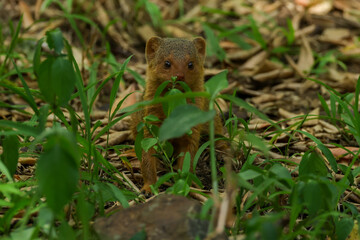 a mongoose in a forest of Maasai Mara NP
