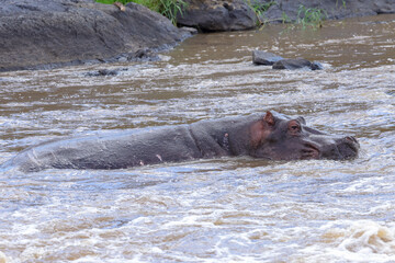 one single hippo in the waters of Mara river