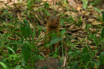a mongoose in a forest of Maasai Mara NP