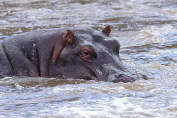 one single hippo in the waters of Mara river