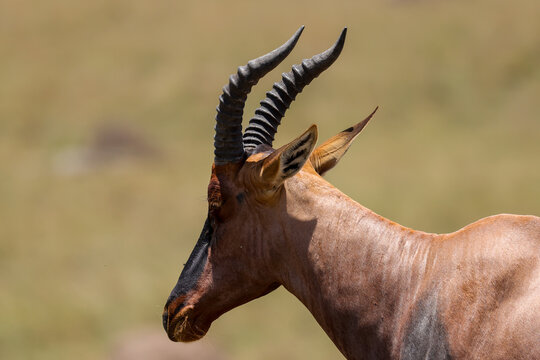 one single topi antelope on an observation hill in the savannah