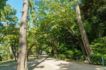 新緑に包まれた遊歩道