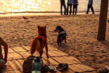 A dog tries to catch a bird on the beach at sunset..