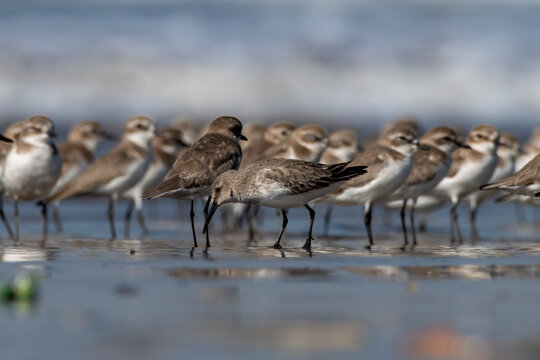Dunlin (Calidris alpina), a small wader, observed at Akshi Beach in Alibag, Maharashtra, India