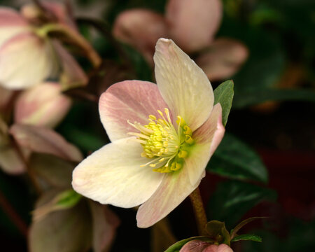 Closeup of flower of Helleborus &times; ballardiae HGC Maestro in a garden in spring
