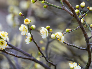 神社に咲く緑萼梅の花