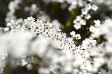 春に咲くユキヤナギの花
