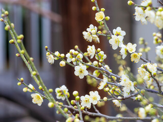 神社に咲く緑萼梅の花